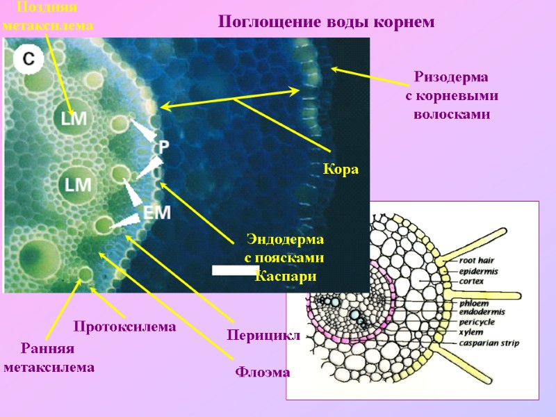 Поглощение воды корнем Ризодерма с корневыми волосками Кора Эндодерма с поясками  Каспари Перицикл